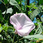 Pink Morning Glory