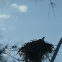 Osprey