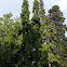 Corkscrew Silver Fir