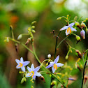 Dianella ensifolia (山管蘭、桔梗蘭)