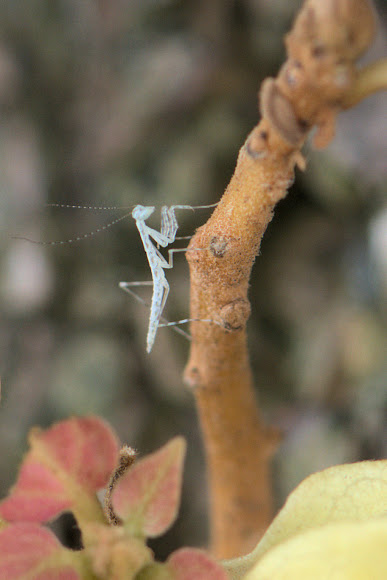 Spotting Image 1