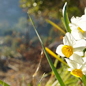 Nargis, Chinese Sacred Lily,  Jonquil, Lent lily