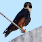 Bat Falcon