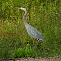 Great Blue Heron