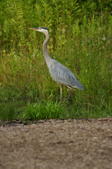 Spotting Image 1