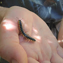Yellow-Spotted Millipede