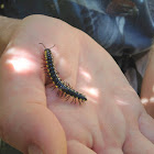 Yellow-Spotted Millipede