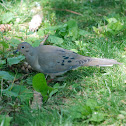 Mourning dove