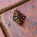 Orange Shoulder Wasp Moth