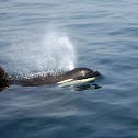 Orca