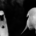Mute Swan