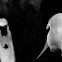 Mute Swan
