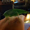 Katydid