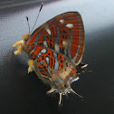 Chrysus Jewelmark