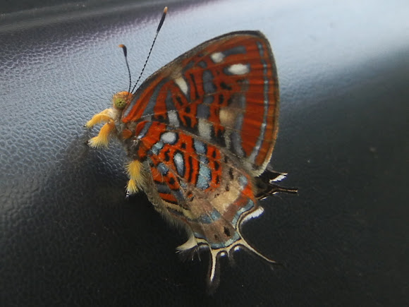 Spotting Image 1