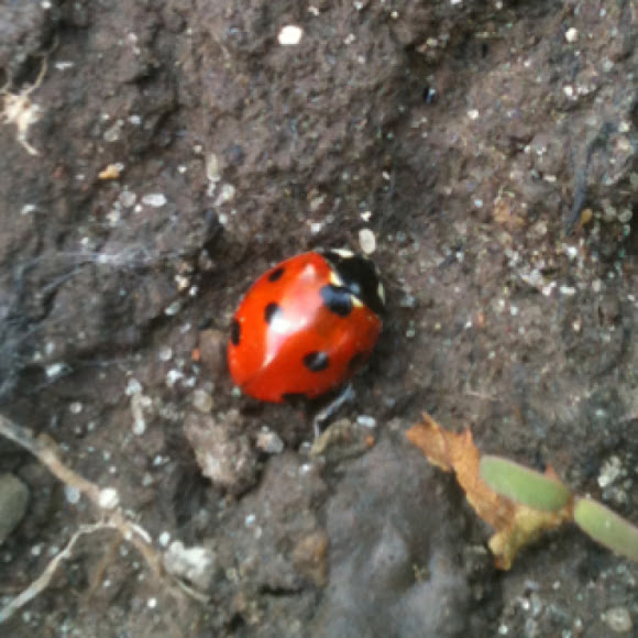 Spotting Image 1