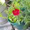 Dianthus