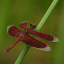 Common Parasol