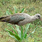 Hadada Ibis
