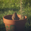Song Sparrow