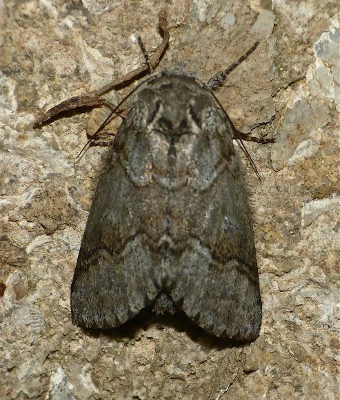 Spotting Image 1