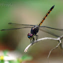 Yellow-tailed Ashy Skimmer