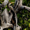 Anhinga