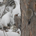Red Shafted Flicker