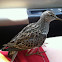 Pectoral Sandpiper