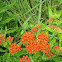 Butterfly Weed