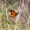 Wanderer Butterfly