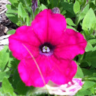 Petunia