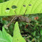 Grasshopper