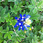 Texas Bluebonnet or Texas Lupine
