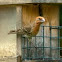 House Finch