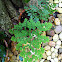 Silver dollar fern