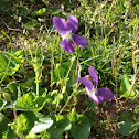 Violet