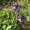 Violet