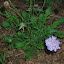 Pincushion Flower