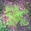 Mosquito Plant