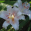 Oriental Lilly