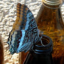 Two-Tailed Pasha/Mariposa del madroño 