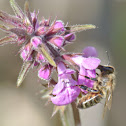 Honey Bee