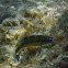 pauwlipvis (Thalassoma pavo)