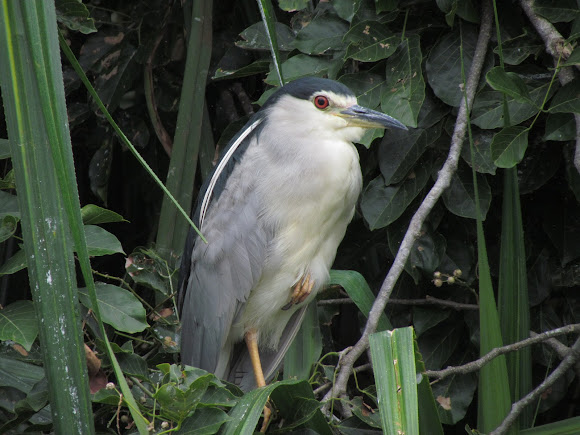 Spotting Image 1