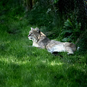 Canada Lynx