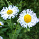Annual fleabane
