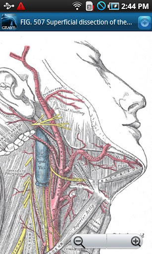 免費下載醫療APP|Gray's Anatomy 2011 app開箱文|APP開箱王