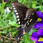 Black Swallowtail Butterfly 