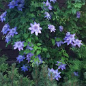 Clematis